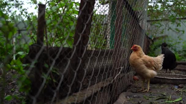 Zbliżenie Kurczaka Chodzenia — Wideo stockowe