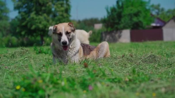 Hund Alabai Rasen Vilar Grön Gräsmatta Solig Dag Hunden Ligger — Stockvideo
