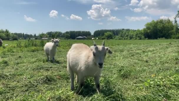 Pequenas Cabras Pastando Prado Verde Animais Comendo Grama Verde Livre — Vídeo de Stock