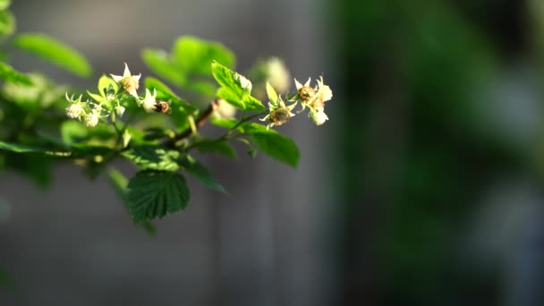 Närbild Geting Pollinerar Blommor Gren — Stockvideo