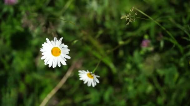 Uzavření Heřmánku Pozadí Zelených Listů Krásné Květiny Kymácející Větru — Stock video