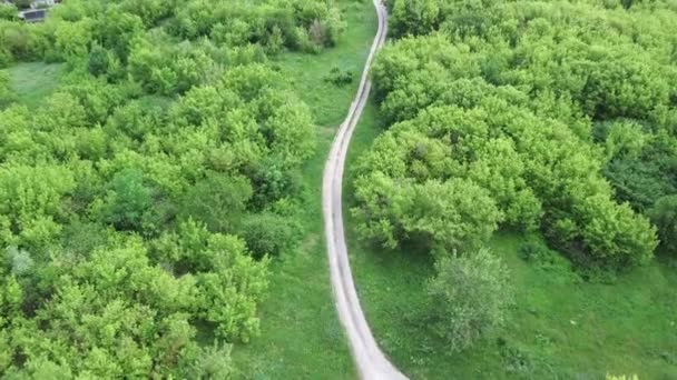 緑の森を通って狭い道路 緑の森を抜ける細い道 — ストック動画