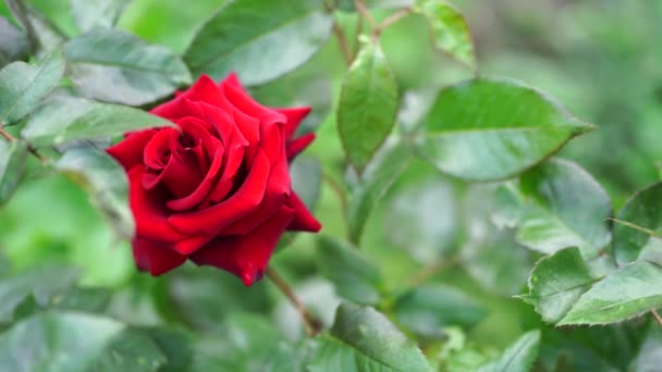 Primer Plano Rosa Roja Hermosa Flor Con Hojas Verdes — Vídeos de Stock