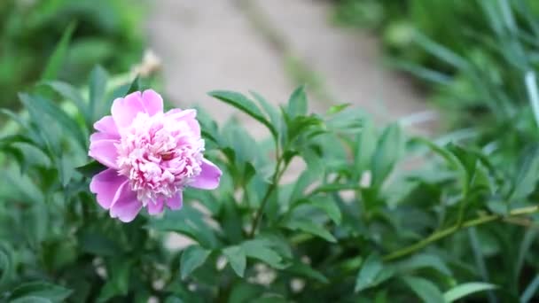 Feche Arbusto Peônia Bela Flor Rosa Com Folhas Verdes — Vídeo de Stock