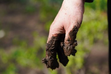 Çamurdaki olgun kadın ellerine yaklaş. Toprakta insan eli. Mutfak-bahçe bakımı kavramı.