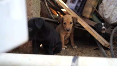 Hurdalıkta evsiz köpek yavruları
