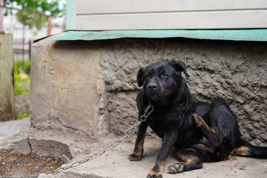 Evin yanında oturan büyük köpeğe yaklaş.