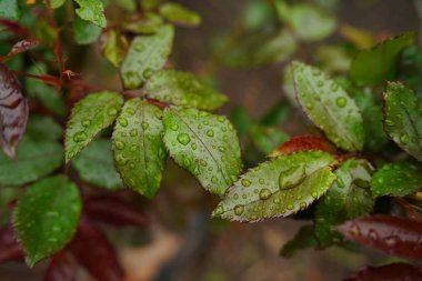 Damlalarla yeşillikleri kapat. Doğa arkaplanı kavramı.
