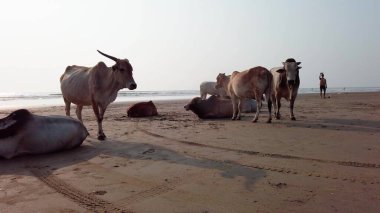 Goa 'daki İnekler Hindistan' da.