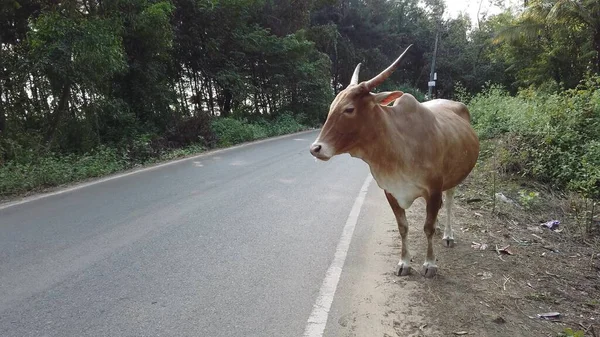 Cow Walking Road Sunny Summer Day — Stock Photo, Image