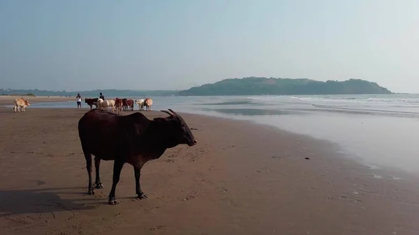 Cows on the beach in India, cows resting on a beach in Goa.