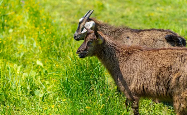 Kleine Ziegen Grasen Auf Der Grünen Wiese Tiere Fressen Grünes — Stockfoto