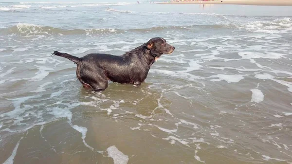A big dog in the sea. The animal frolics in the water
