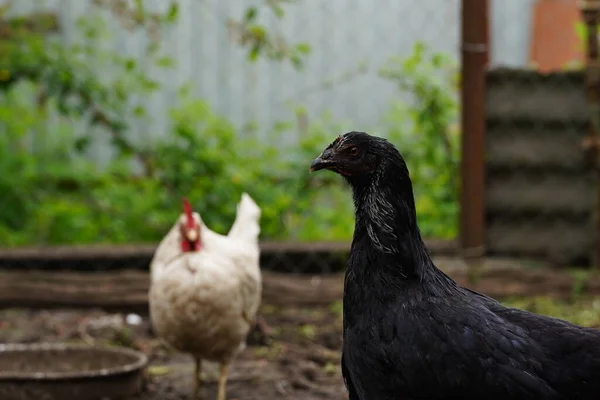 Frango Entra Caneta Galinhas Procuram Grãos Enquanto Caminham Uma Caneta — Fotografia de Stock