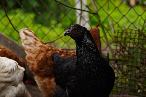 Csirke Besétál Ketrecbe Csirkék Gabonát Keresnek Miközben Egy Karámban Sétálnak — Stock Fotó