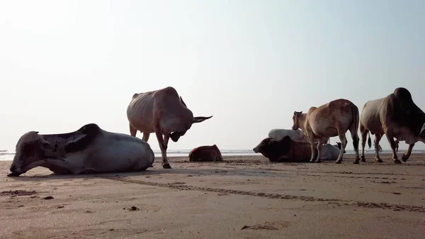 Cows on the beach in India, cows resting on a beach in Goa.