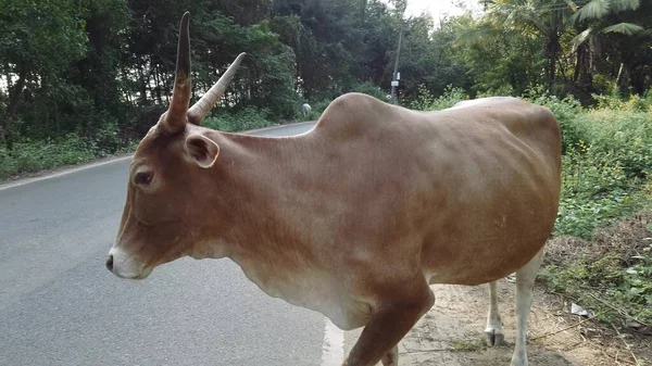 Cow Walking Road Sunny Summer Day — Stock Photo, Image