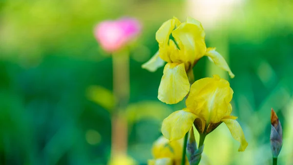 Primer Plano Tulipanes Amarillos Cerrados Sobre Fondo Hojas Verdes Hermosas —  Fotos de Stock