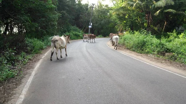 Herd Cows Roadway Forests — Stock Photo, Image