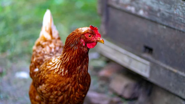 パドック屋外での鶏の散歩の終わり — ストック写真