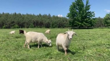 Yeşil çayırlarda otlayan küçük keçiler. Hayvanlar dışarıda yeşil ot yiyor..