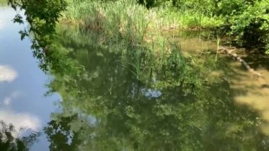 Suyun arka planında yeşil bitkiler var. Güneşli havada nehir akıntısının dokusu. Doğa arkaplanı kavramı.