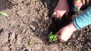 Toprağa filizlenen olgun bir kadın. Sebze bahçesinde tohum eken kadınların ellerini kapatın..