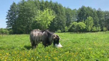 Yetişkin keçi, yeşil çayırda dikilerek kovadan yer. Hayvan kafasını kovadan çıkarır ve etrafa bakar..