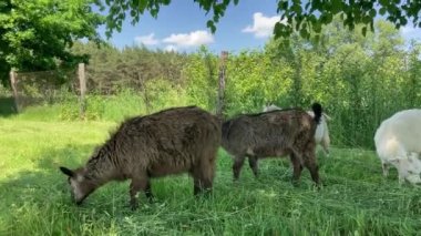 Yeşil çayırlarda otlayan küçük keçiler. Hayvanlar dışarıda yeşil ot yiyor..