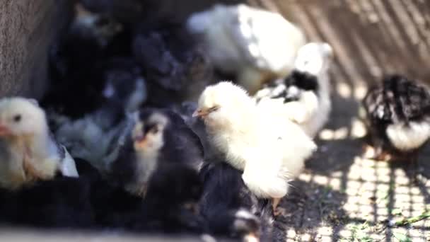 Gros Plan Petits Poussins Différents Dans Corral — Video