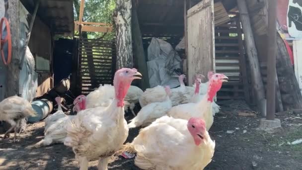 Pavo Blanco Caminando Paddock Pavo Blanco Común Que Busca Grano — Vídeos de Stock