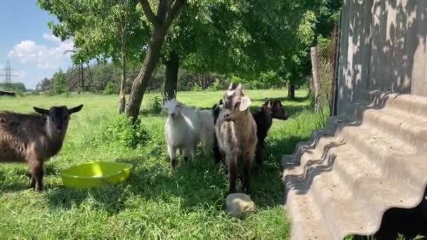 Little Goats Grazing Green Meadow Animals Eating Green Grass Outdoors — Stock Video
