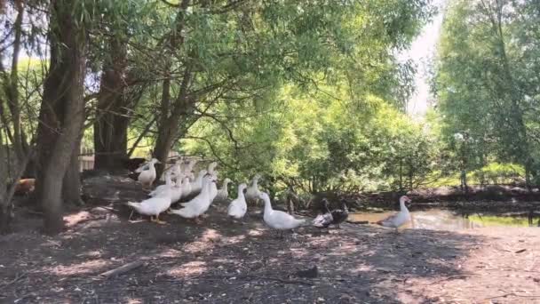 Beyaz Ördekler Otlakta Yürüyor Ördek Çiftlikteki Otlakta Yürürken Tahıl Arıyor — Stok video