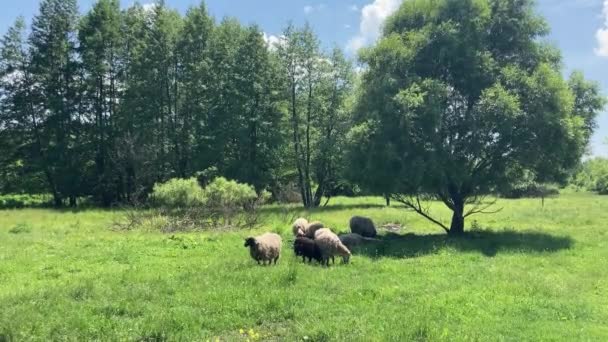 Troupeau Moutons Pâturant Dans Prairie — Video