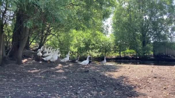 Beyaz Ördekler Otlakta Yürüyor Ördek Çiftlikteki Otlakta Yürürken Tahıl Arıyor — Stok video