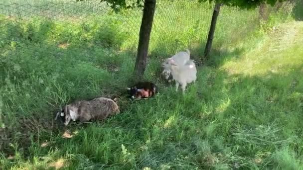 Petites Chèvres Pâturant Dans Prairie Verte Animaux Mangeant Herbe Verte — Video