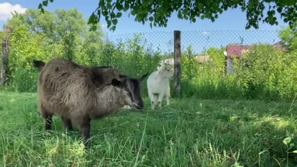Pequenas Cabras Pastando Prado Verde Animais Comendo Grama Verde Livre — Vídeo de Stock