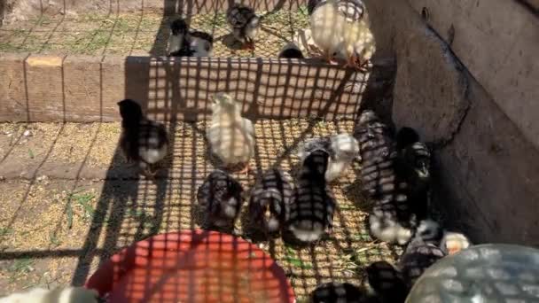 Close Small Different Chicks Corral — Stock Video