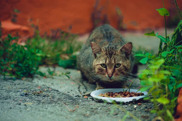 Gattina Senzatetto Mangia Cibo Secco Piatto Strada Primo Piano Del — Foto Stock