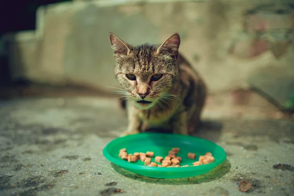 Homeless Pussycat Eats Dry Food Plate Street Close Stray Cat — Stock Photo, Image