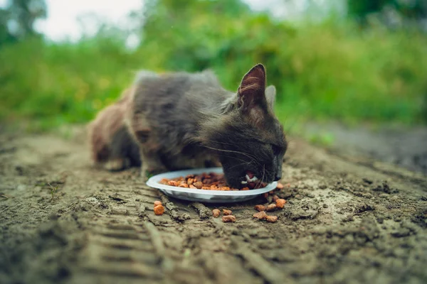 Zblízka Zbloudilé Kočky Jedí Užitečné Krmivo Pro Domácí Mazlíčky Koncepce — Stock fotografie