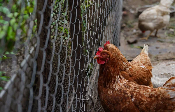 Закрыть Курицу Идущую Рядом Забором — стоковое фото