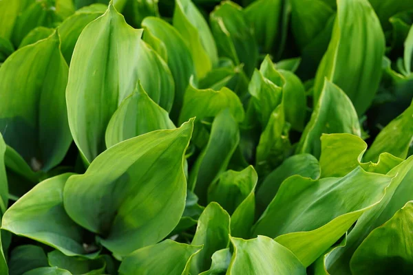 Konzept Der Natur Hintergrund Für Ihren Text — Stockfoto