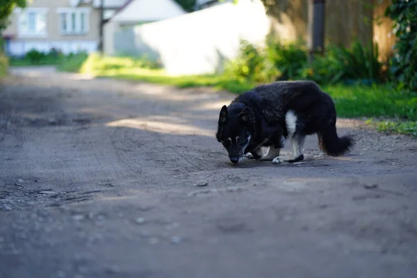 Grande cane randagio senza zampe anteriori che camminano per strada. barbone infelice cagnolino si muove sulle zampe posteriori a terra. — Foto Stock