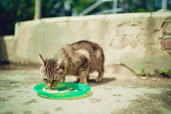 Primo Piano Del Gatto Randagio Che Mangia Cibo Utile Animali — Foto Stock