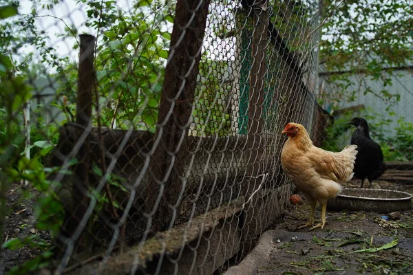 靠近围栏的鸡只近身行走 — 图库照片