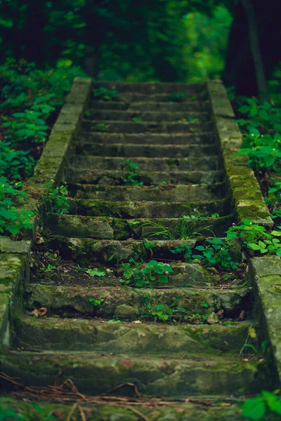 Nahaufnahme Einer Alten Steintreppe Park Verlassene Überwucherte Stufen Waldgebiet — Stockfoto