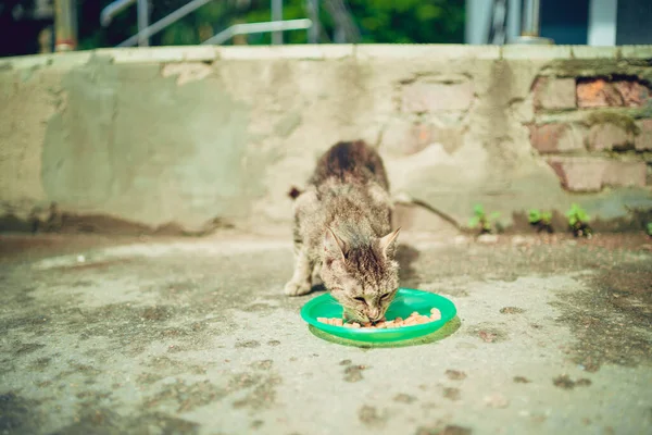 Primer Plano Gato Callejero Comiendo Comida Útil Para Mascotas Concepto — Foto de Stock