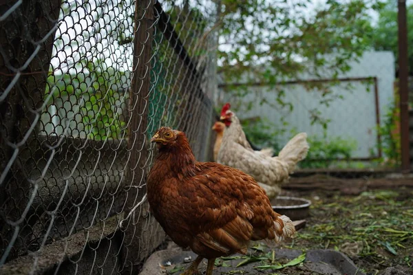 柵の近くで鶏の散歩を閉じる — ストック写真