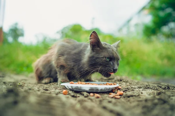 Gattina Senzatetto Mangia Cibo Secco Piatto Strada Primo Piano Del — Foto Stock